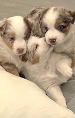 Australian Shepherd Puppies