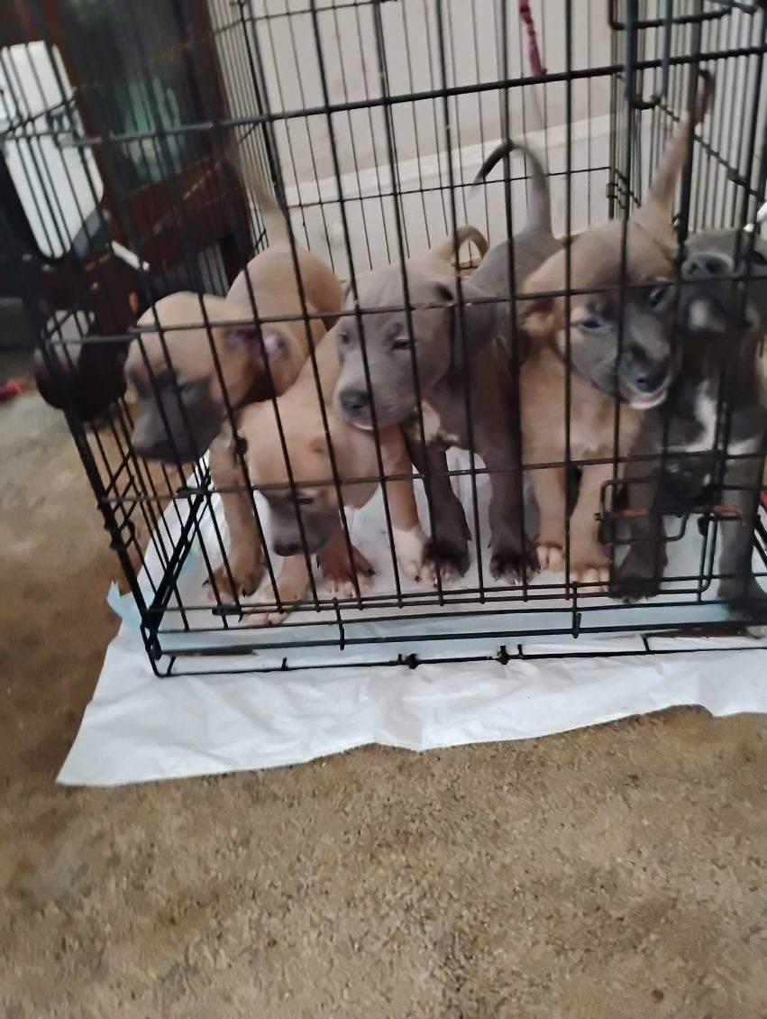 STAFFY TERRIORS