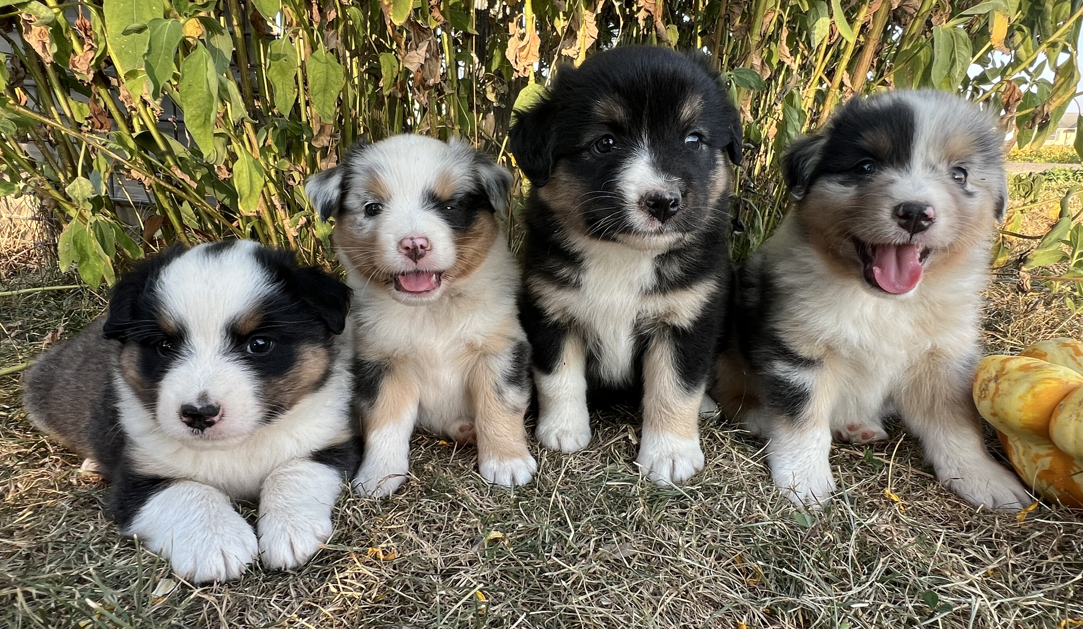 AUSTRALIAN SHEPHERD MINIATURE PUPPIES