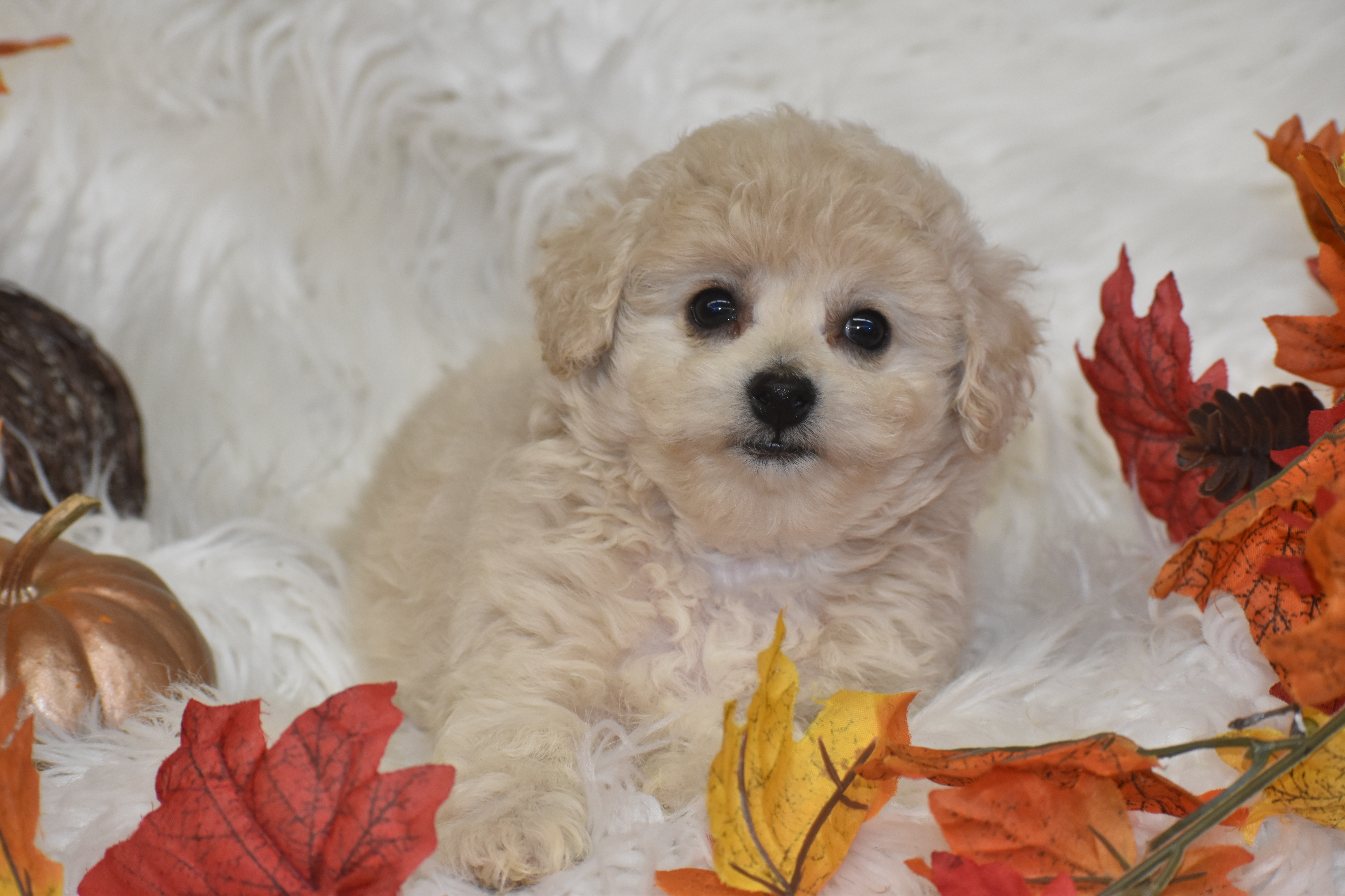 POOCHON PUPPIES