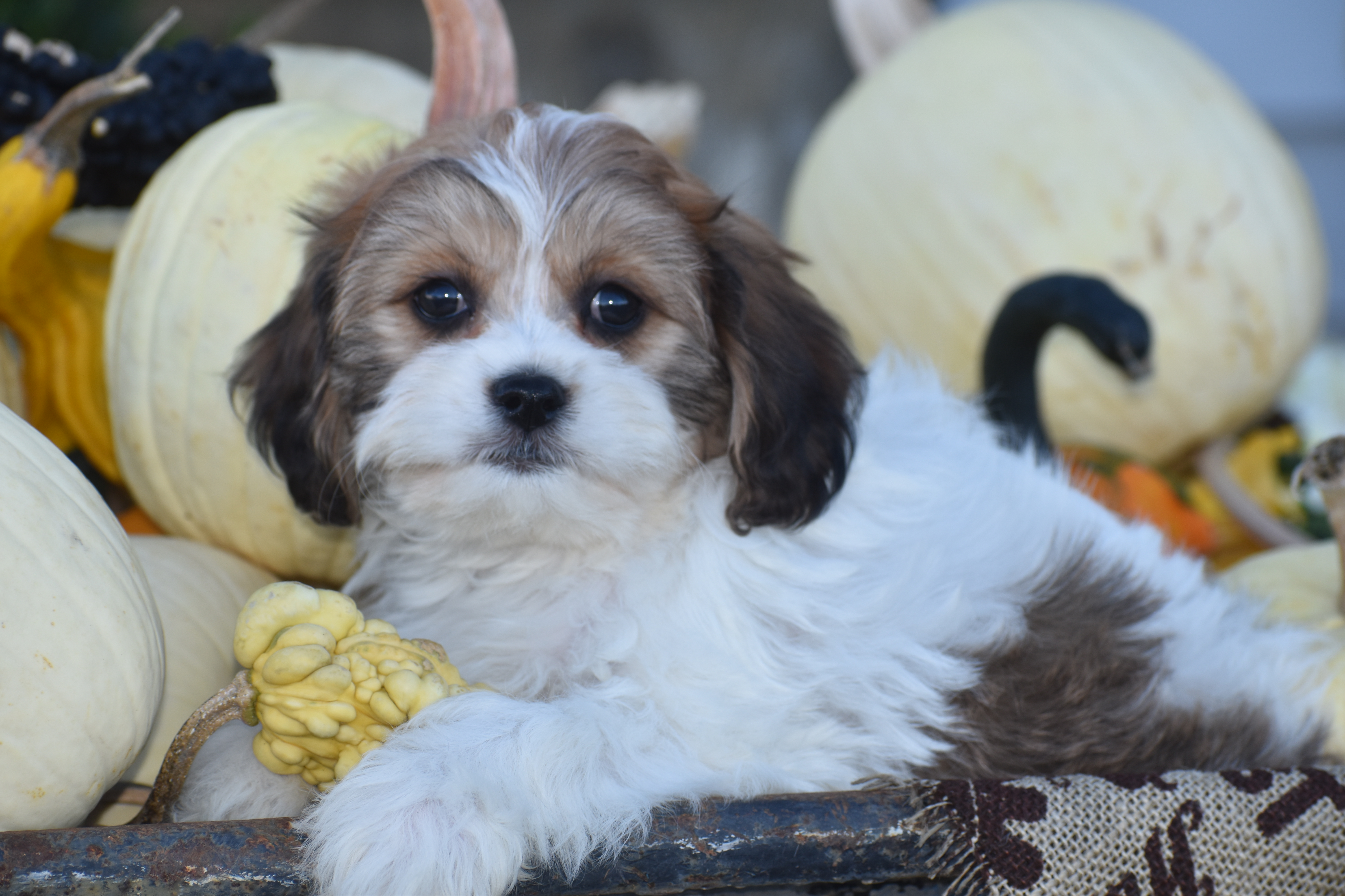 CAVACHON PUPPIES