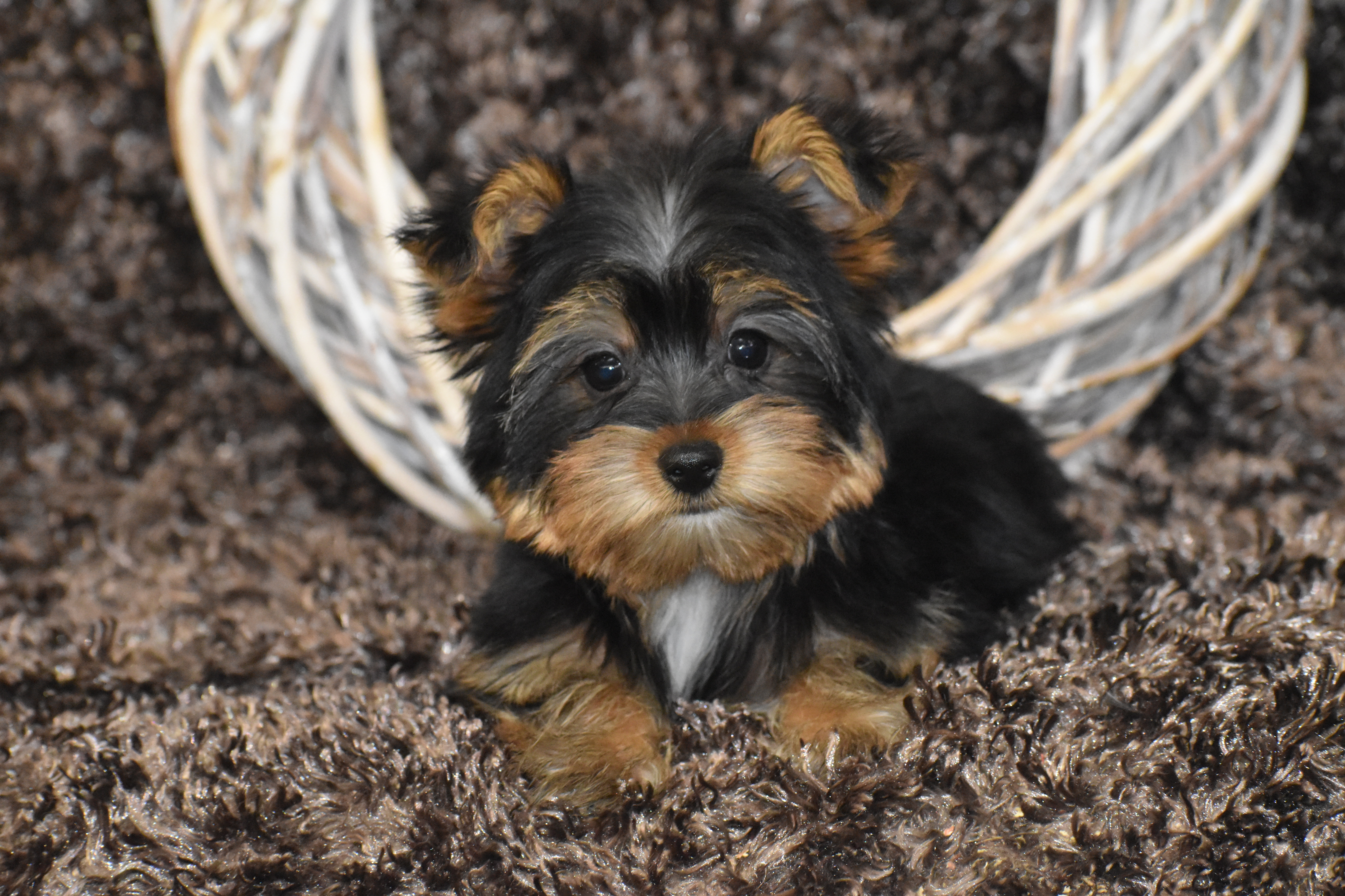 YORKIE AKC PUPPIES