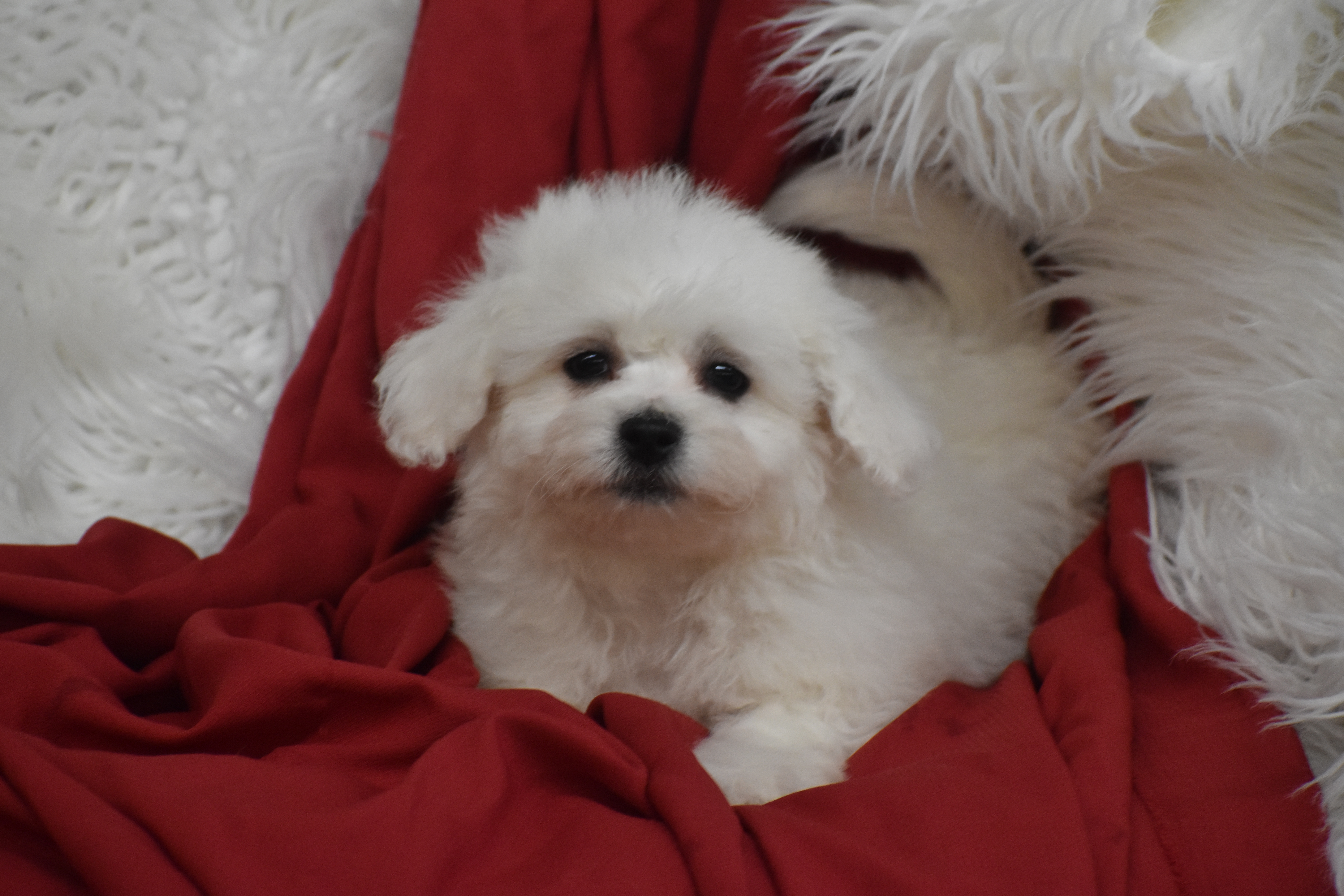 BICHON FRISE MALE PUPPIES