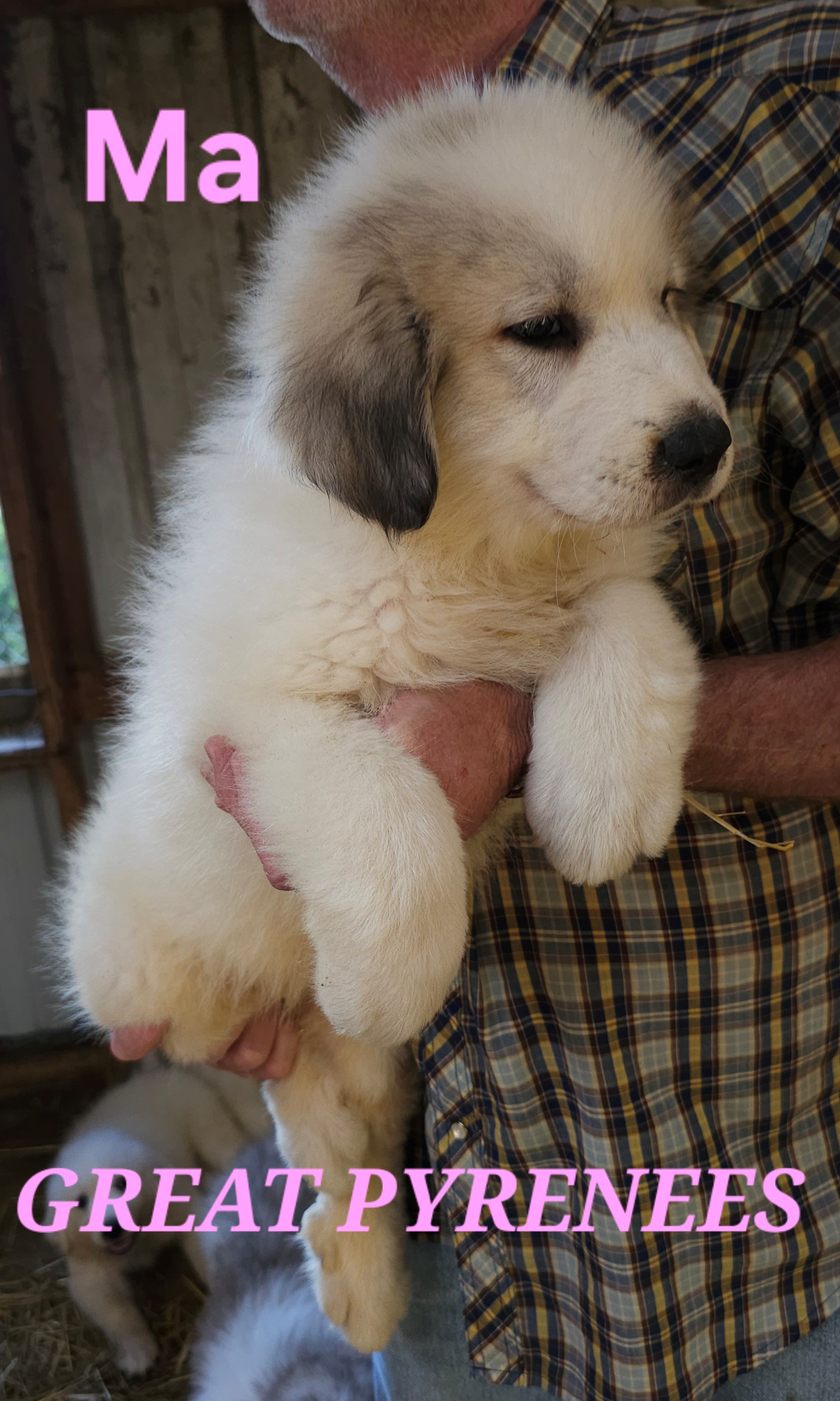 GREAT PYRENEES