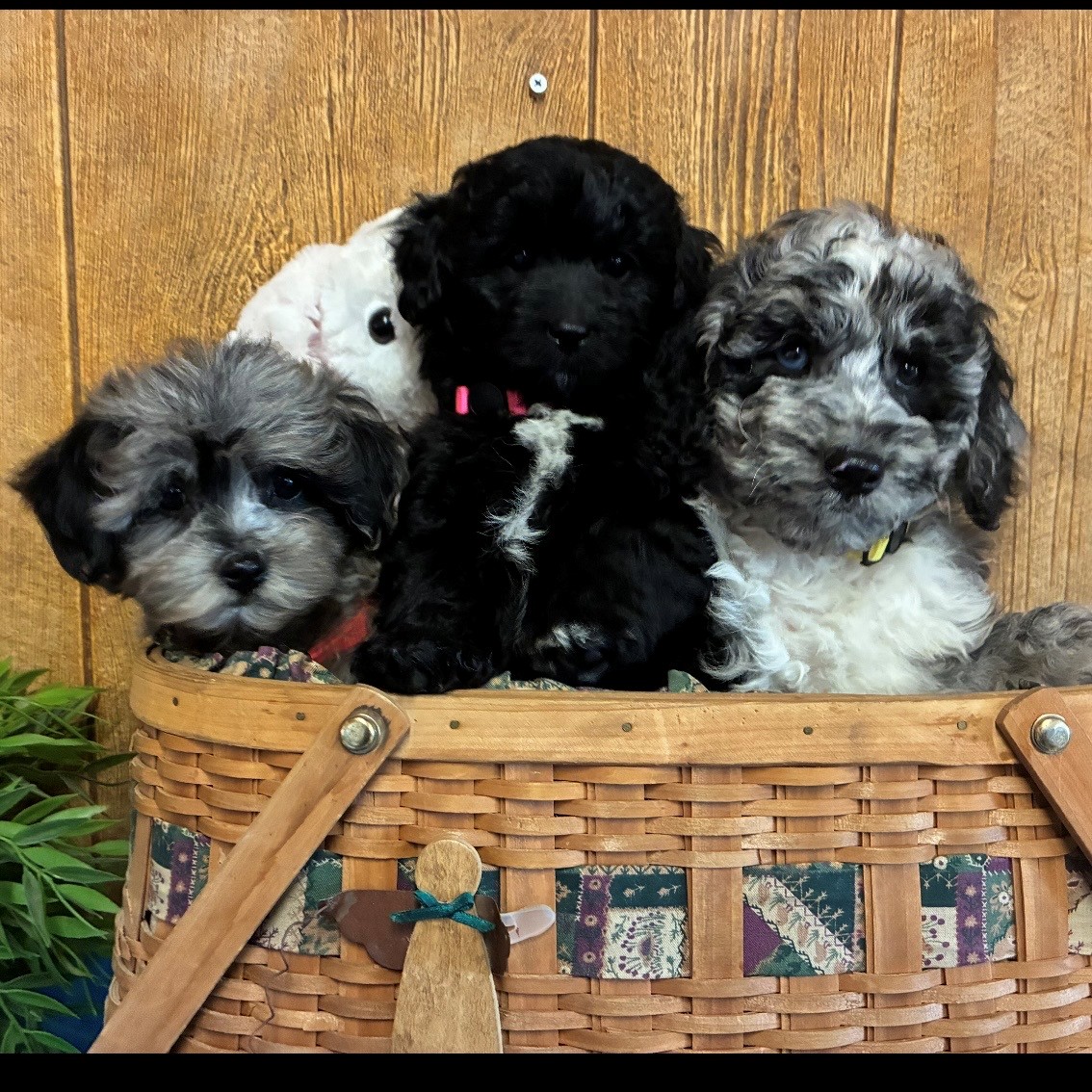 Aussiedoodle Puppies